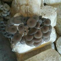 平菇秀珍菇榆黄蘑红平菇灵芝鸡腿菇等家庭休闲小菌棒