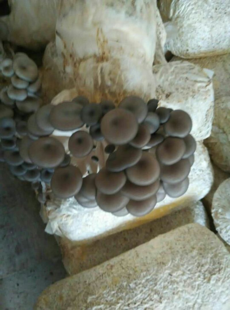 平菇秀珍菇榆黄蘑红平菇灵芝鸡腿菇等家庭休闲小菌棒
