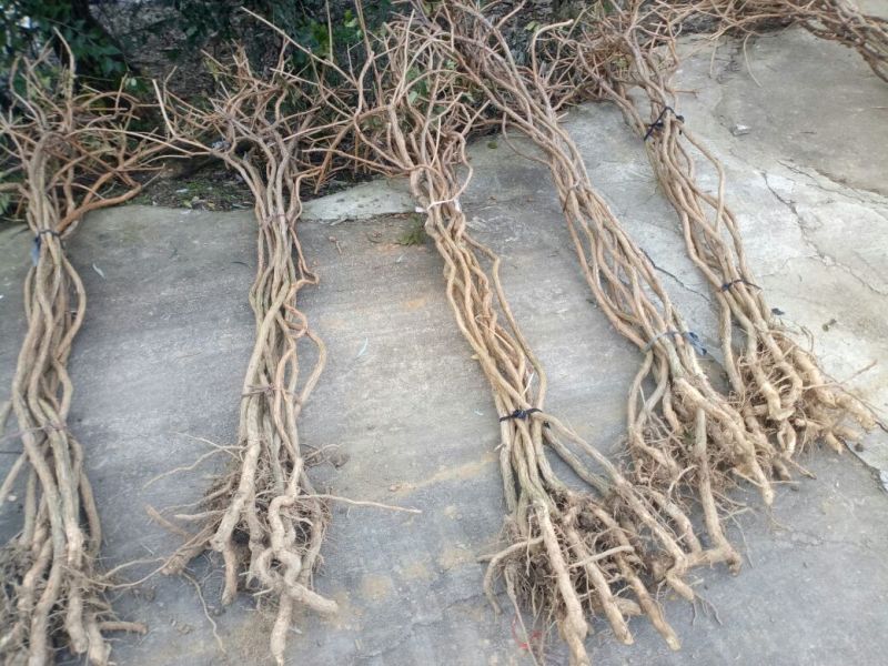 凌霄花各种规格的苗