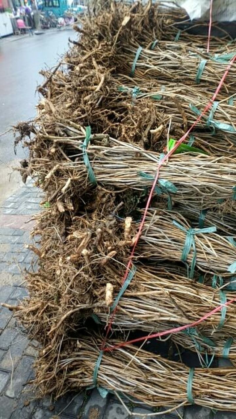 凌霄花各种规格的苗