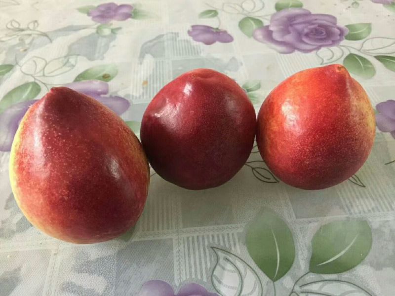 中油5号，中油18，中油16油桃大量供货产地直发