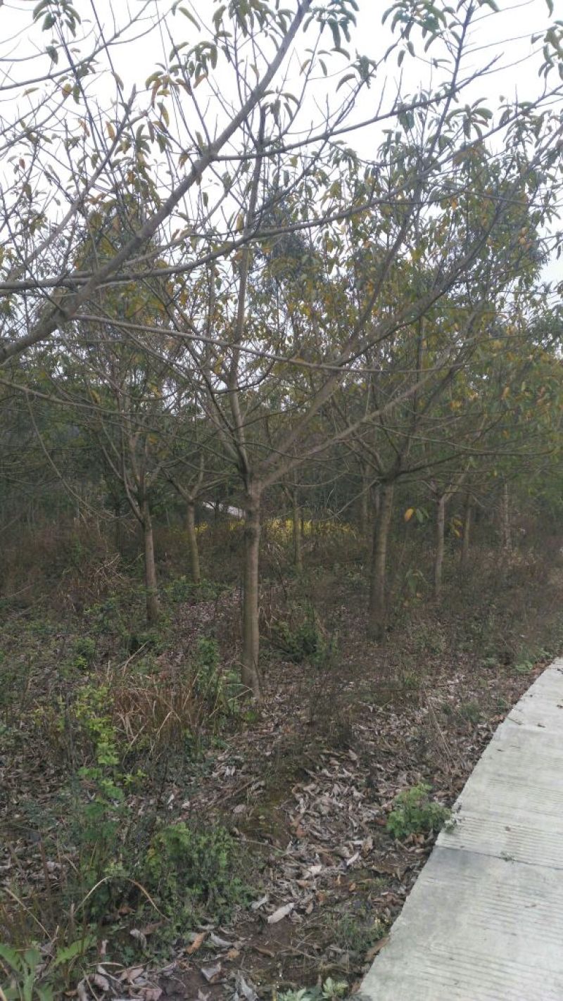 大叶榕景观树10~12cm