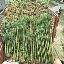 雷竹苗，可做种苗，可以做绿化竹