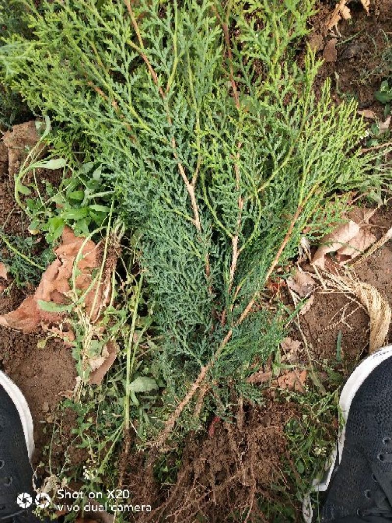 侧柏苗20~30cm规格全根系发达