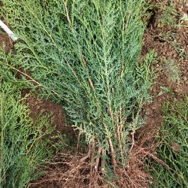 侧柏苗20~30cm规格全根系发达