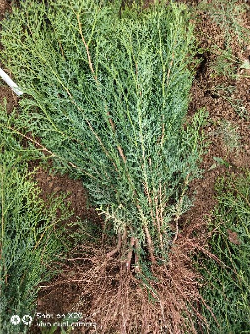 侧柏苗20~30cm规格全根系发达