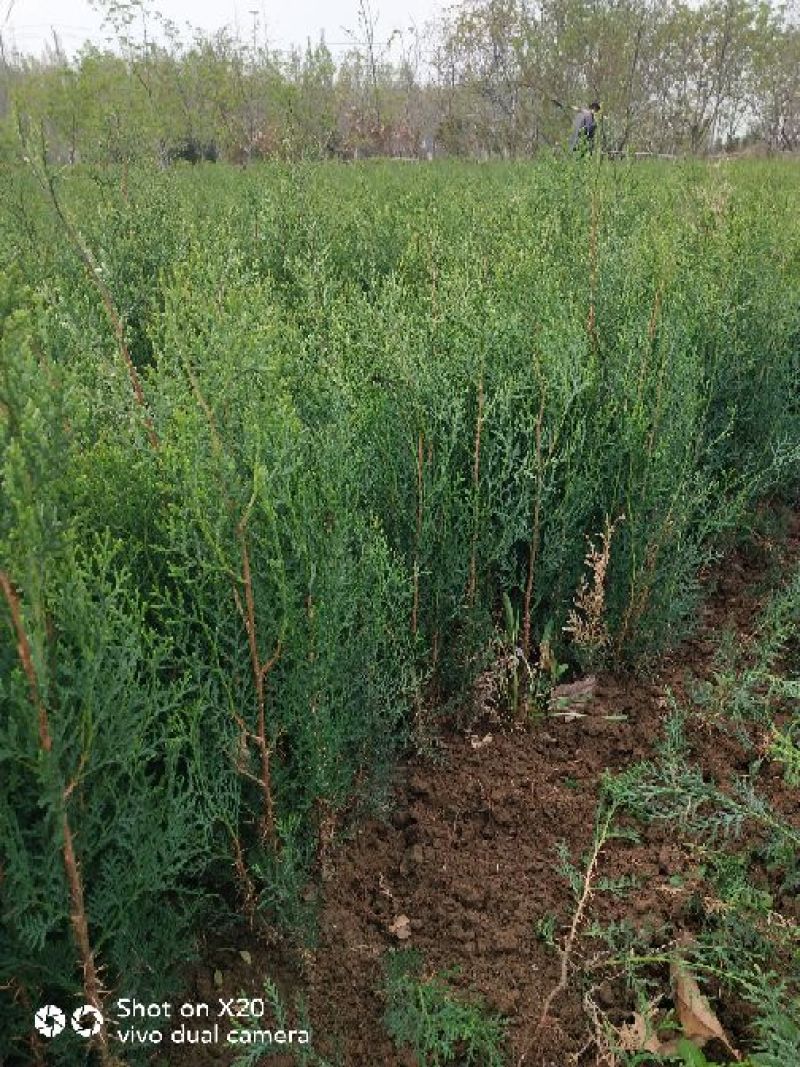 侧柏苗20~30cm规格全根系发达