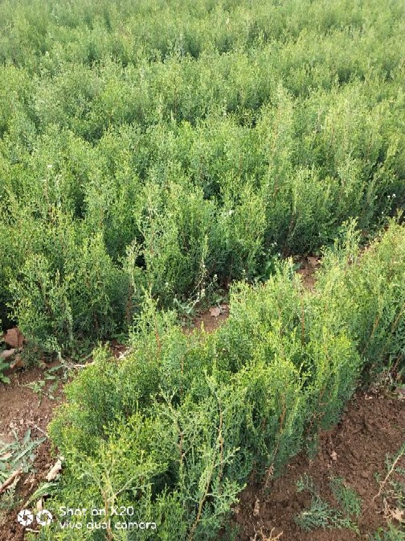 侧柏苗20~30cm规格全根系发达