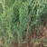 侧柏苗20~30cm规格全根系发达