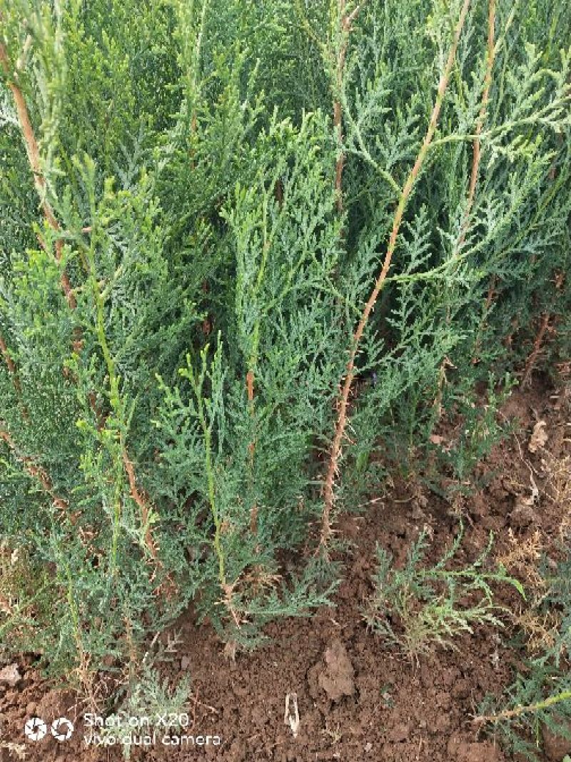 侧柏苗20~30cm规格全根系发达