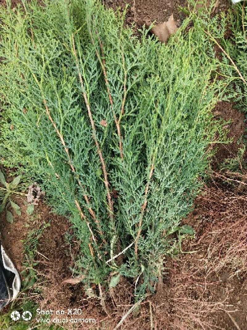 侧柏苗20~30cm规格全根系发达