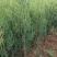 侧柏苗20~30cm规格全根系发达