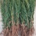 侧柏苗20~30cm规格全根系发达