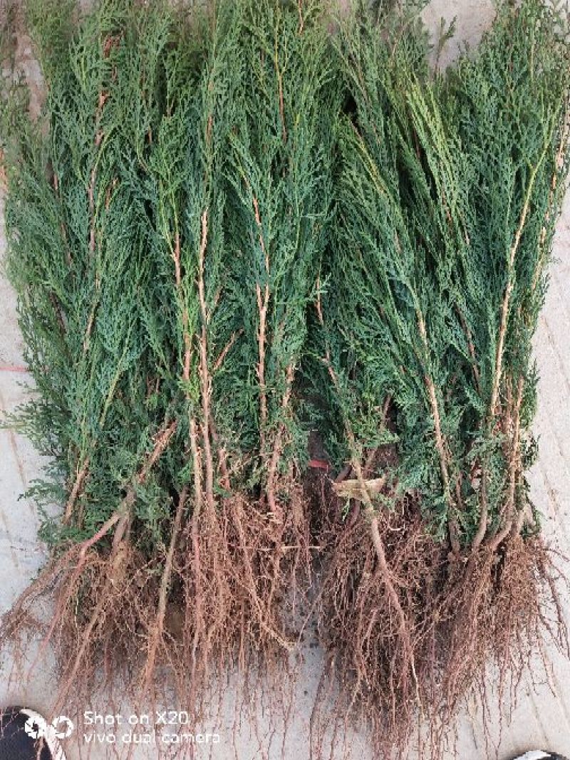 侧柏苗20~30cm规格全根系发达