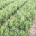 侧柏苗20~30cm规格全根系发达