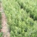 侧柏苗20~30cm规格全根系发达