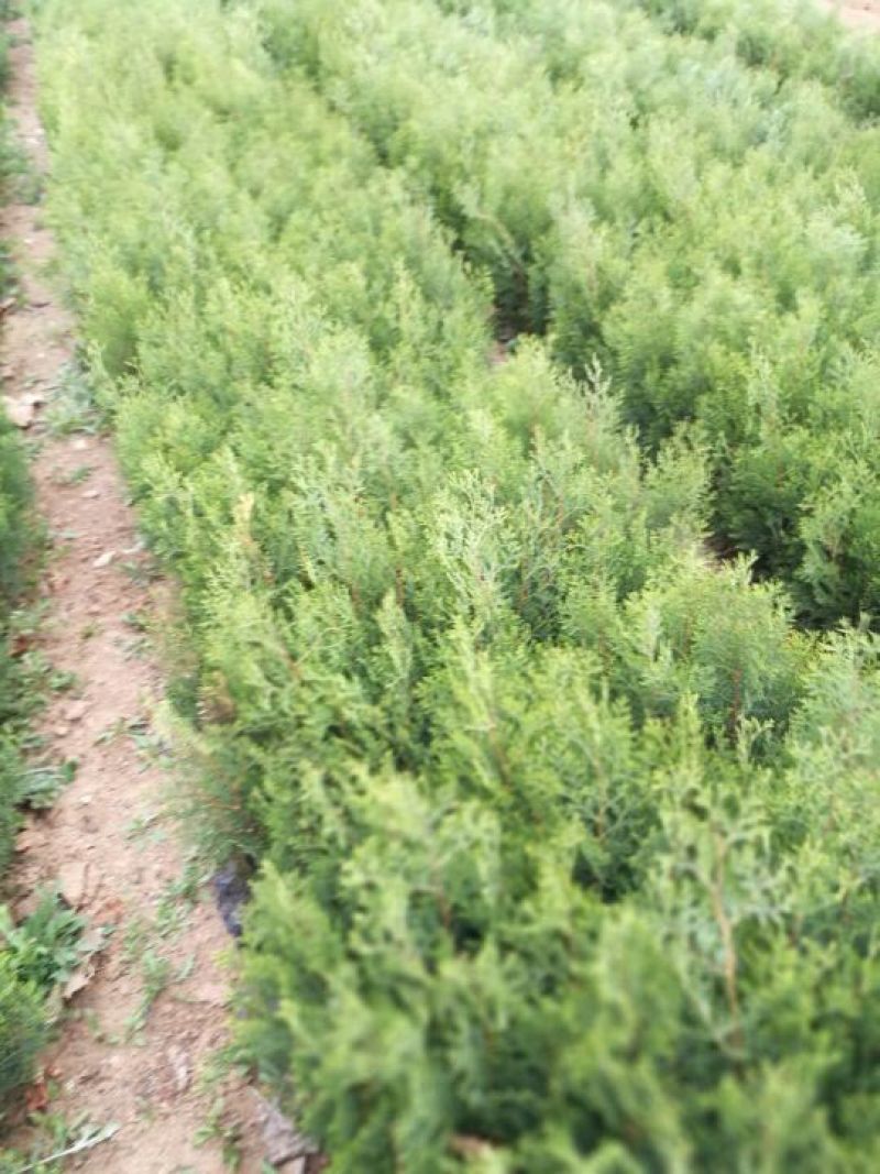 侧柏苗20~30cm规格全根系发达