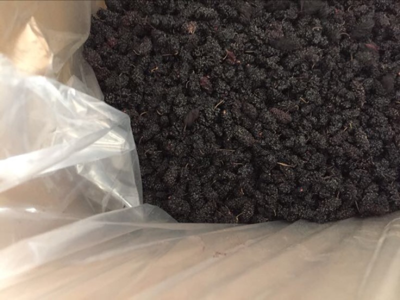 桑葚干