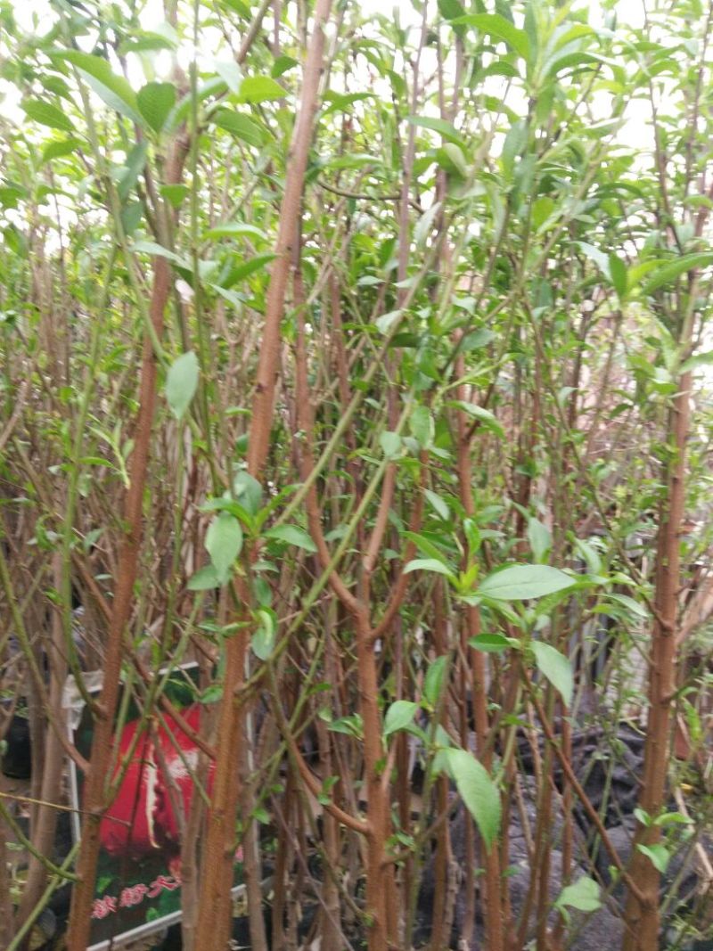 桃树苗80cm以上