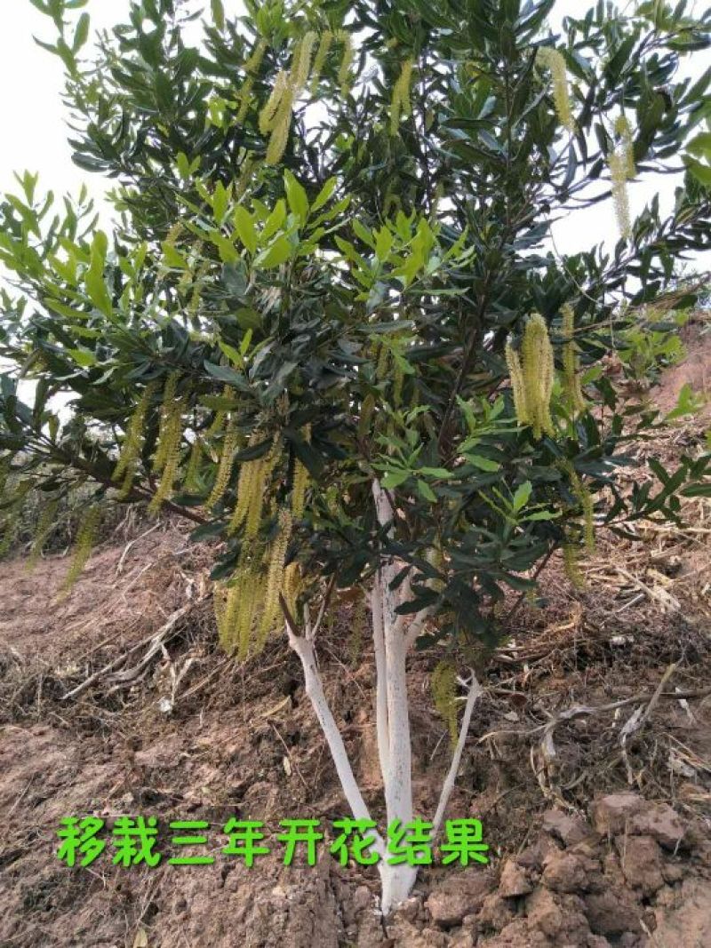 澳洲坚果苗嫁接品种纯，支持到苗圃看货。