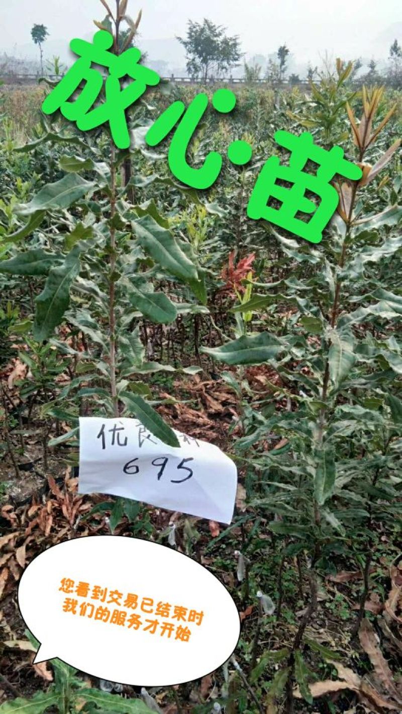 澳洲坚果苗嫁接品种纯，支持到苗圃看货。