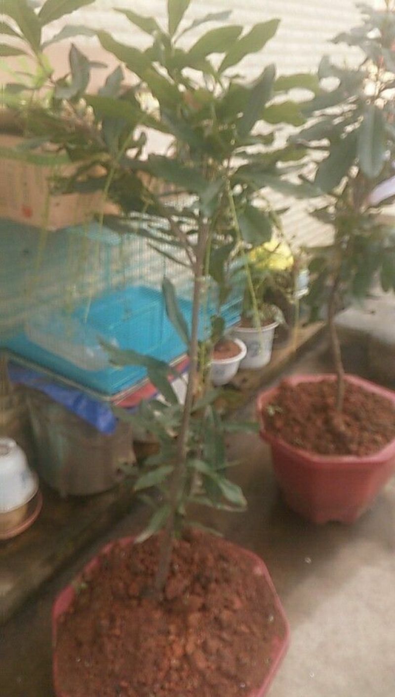澳洲坚果苗嫁接品种纯，支持到苗圃看货。