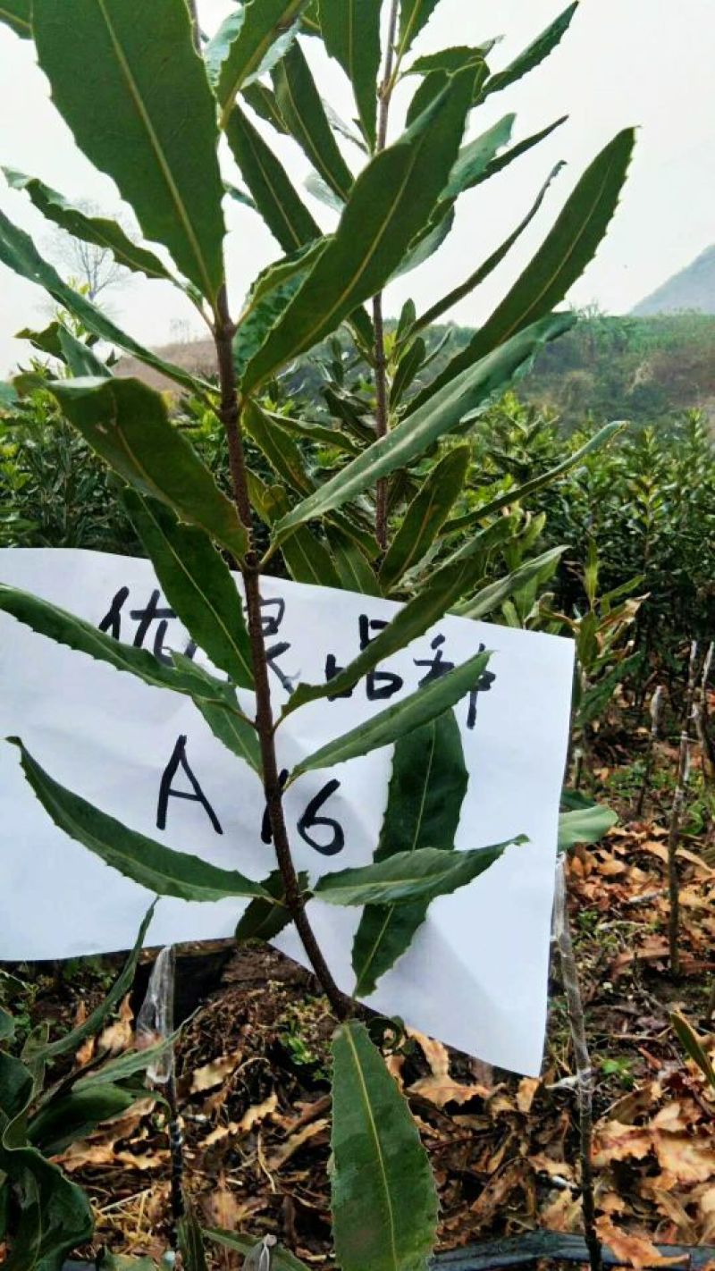 澳洲坚果苗嫁接品种纯，支持到苗圃看货。