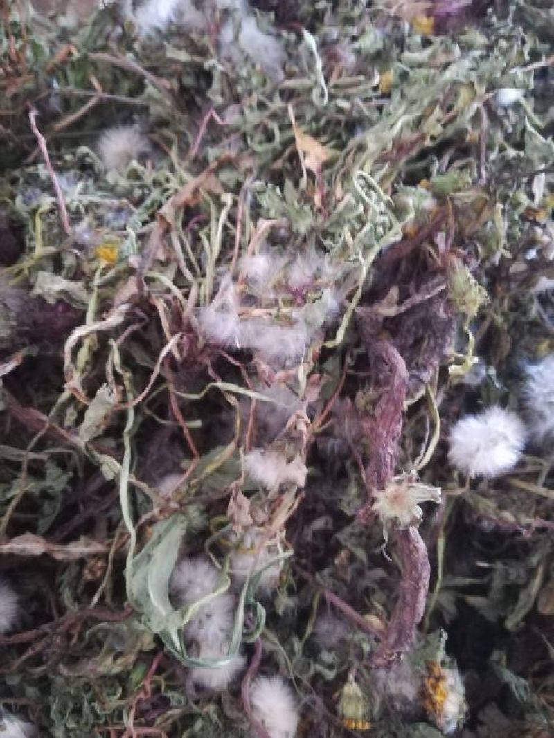 蒲公英6~10cm湖北襄阳地产野生