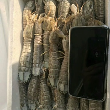 皮皮虾冻虾