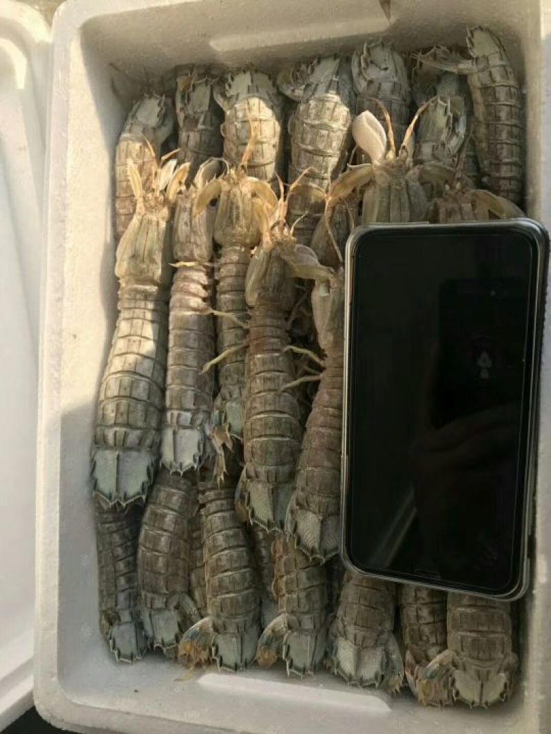 皮皮虾冻虾