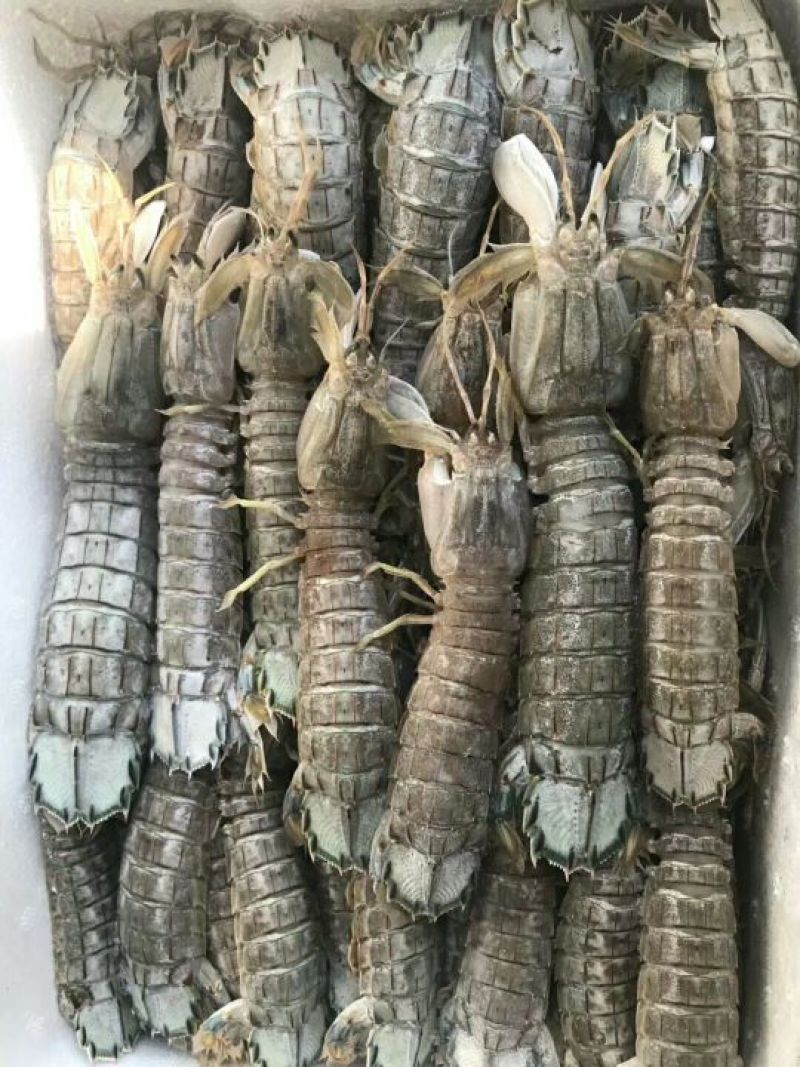 皮皮虾冻虾