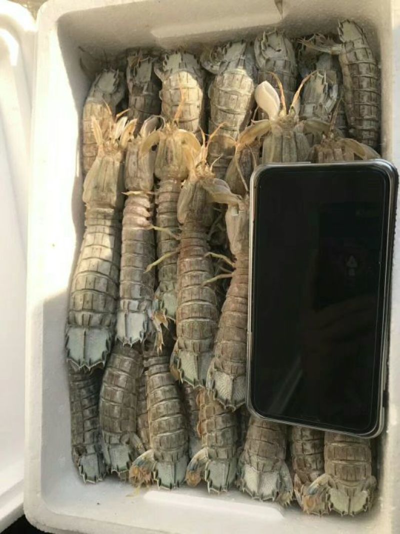皮皮虾冻虾