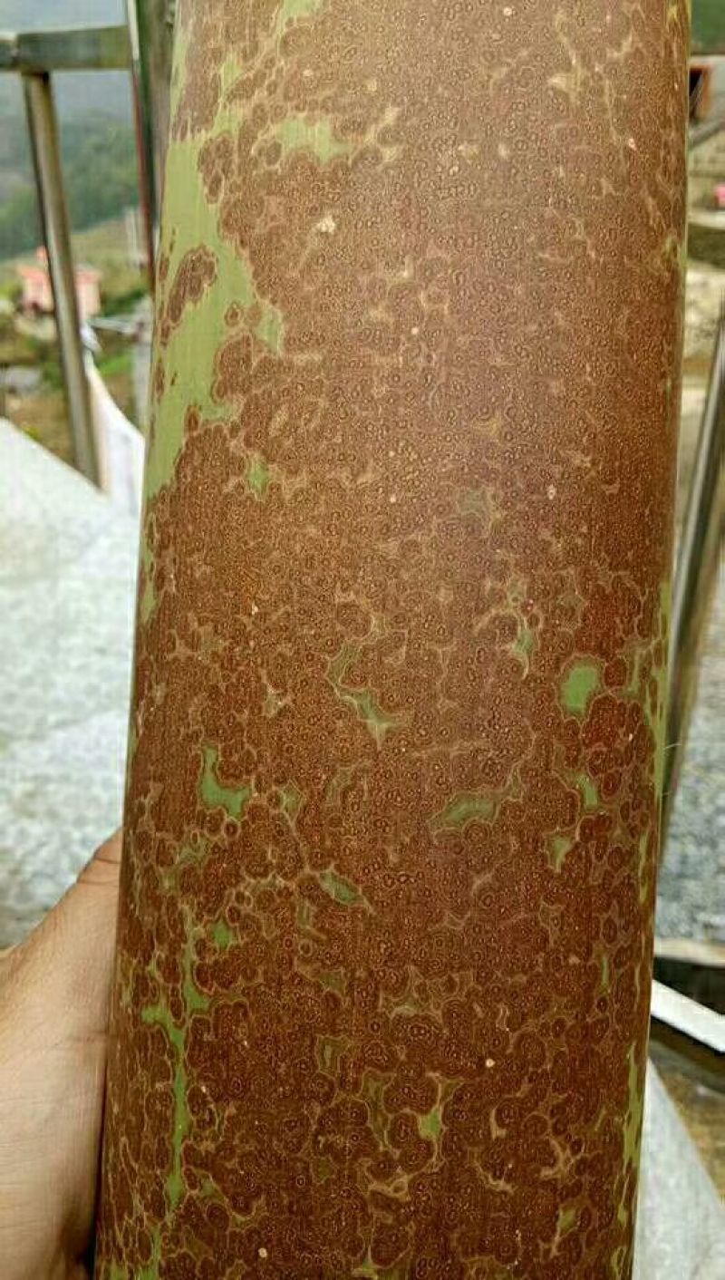 斑竹2~3m