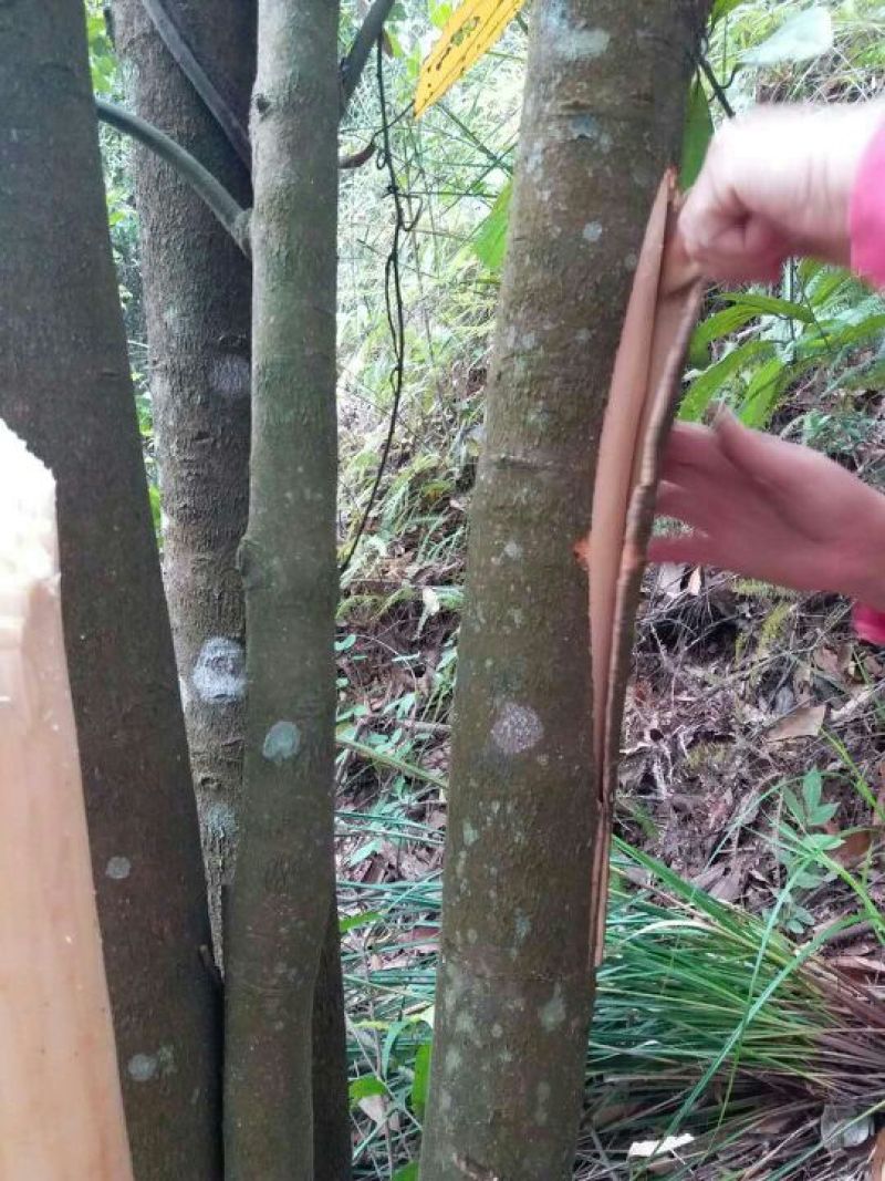 桂皮纯生态阳光晾晒全干象棋老桂皮