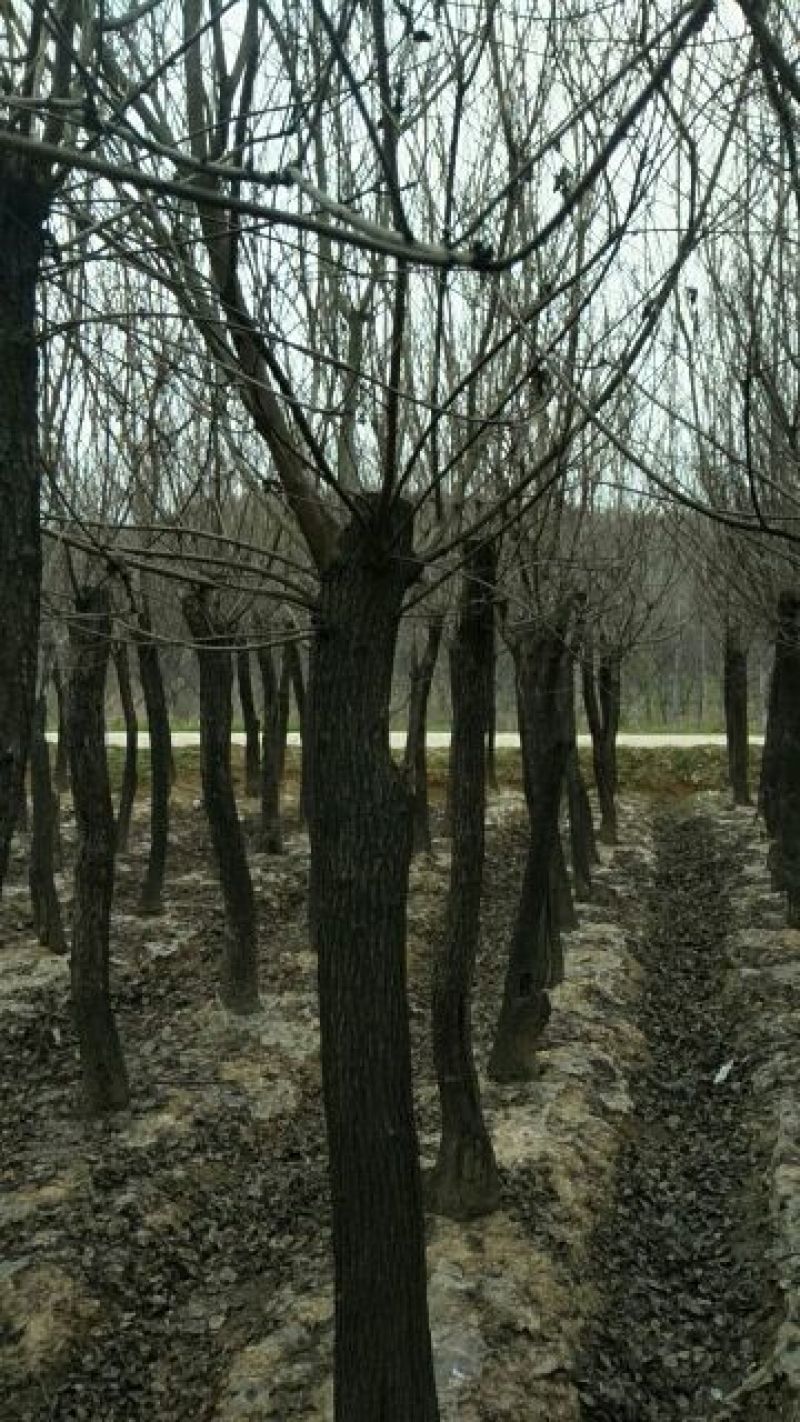 黄栌8~10cm1.5~2m