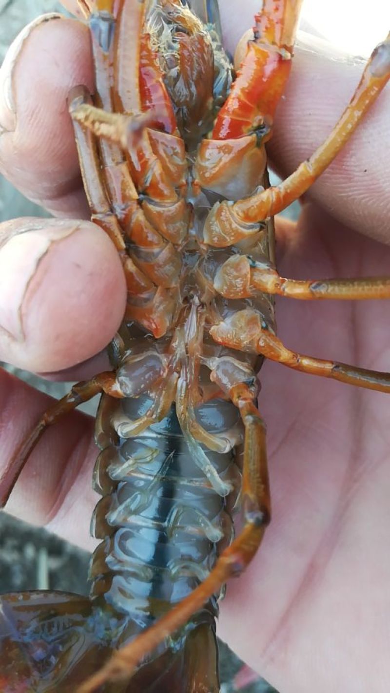虾苗人工养殖种苗