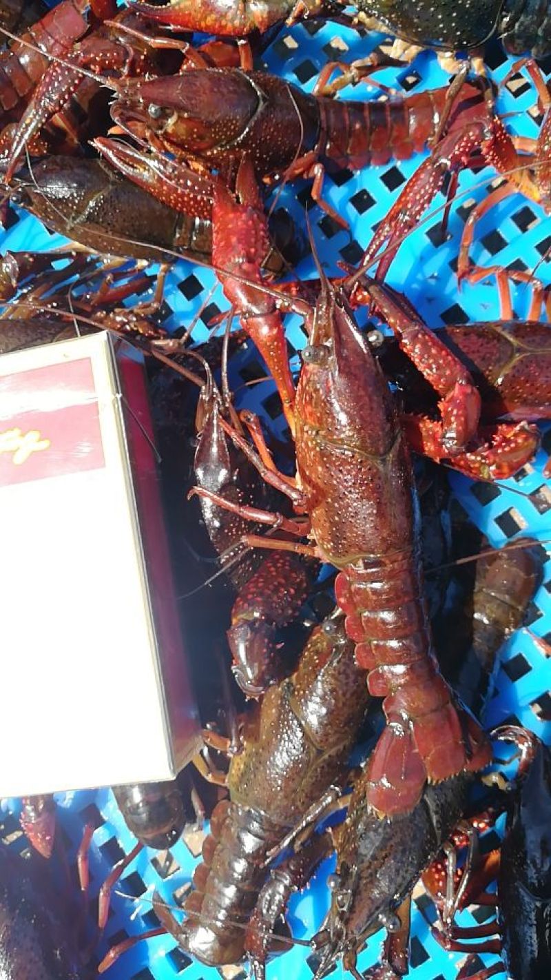 虾苗人工养殖种苗