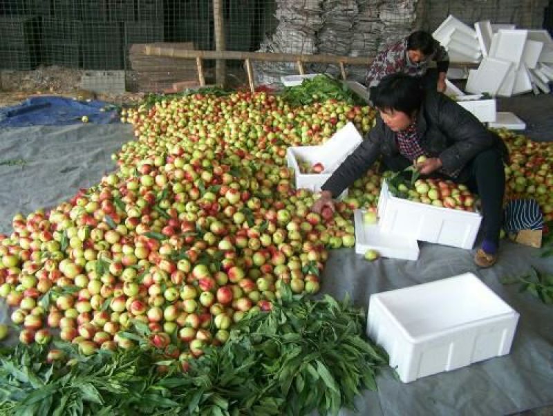 中油5号油桃3两以上