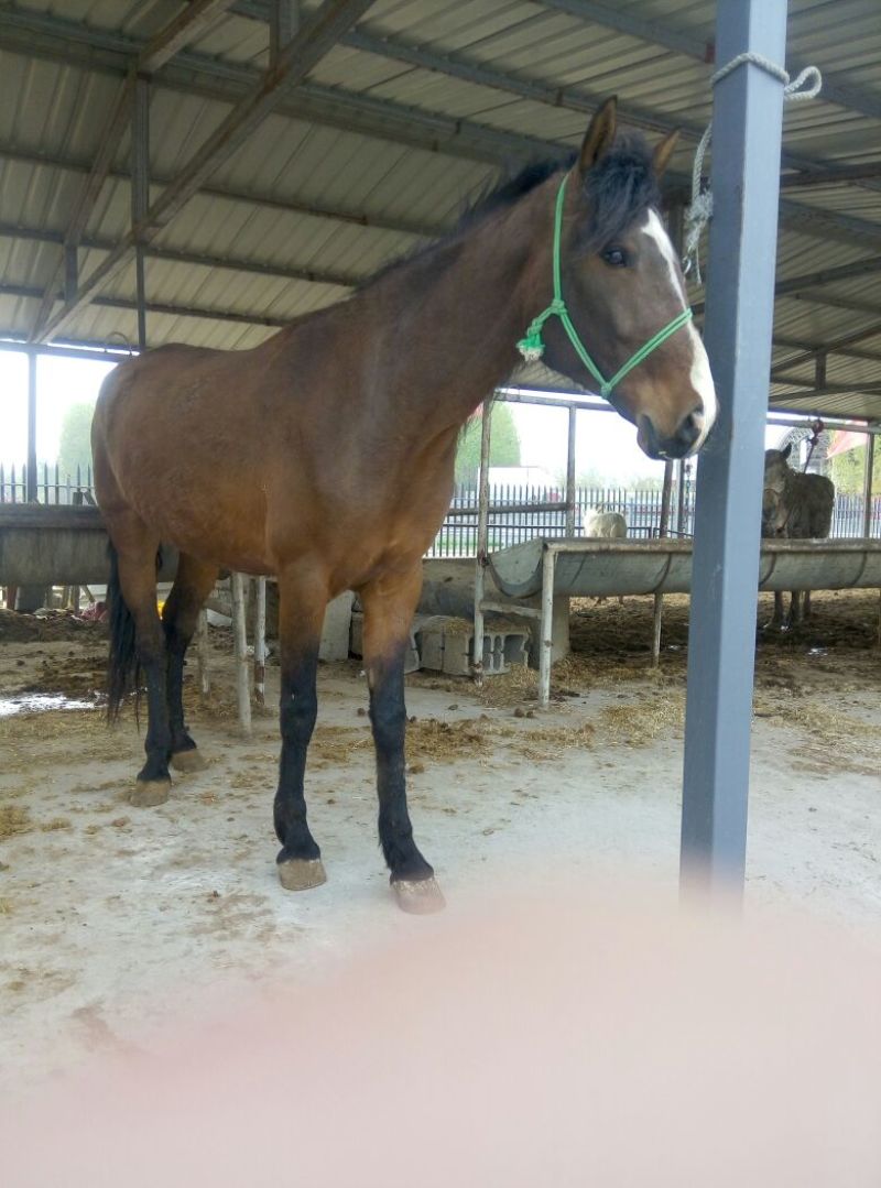 肉马300~400kg