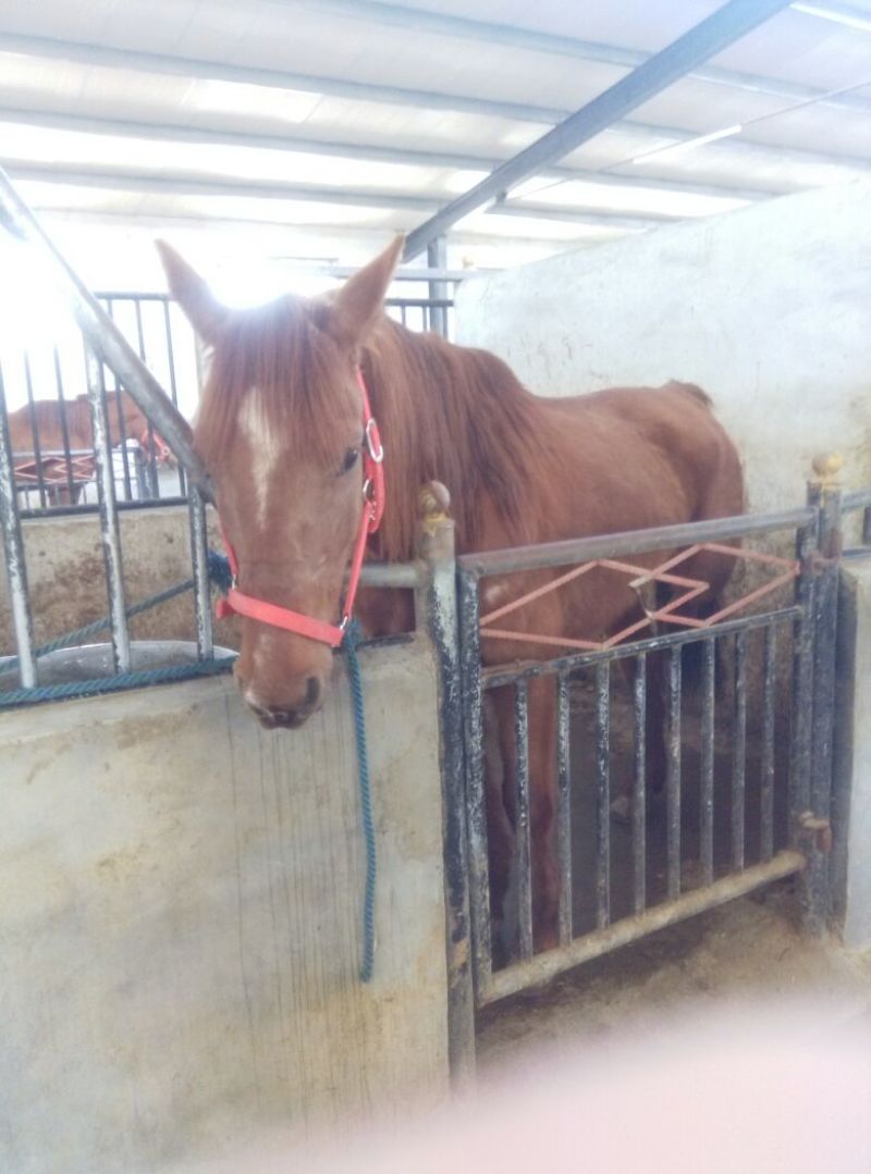 肉马300~400kg