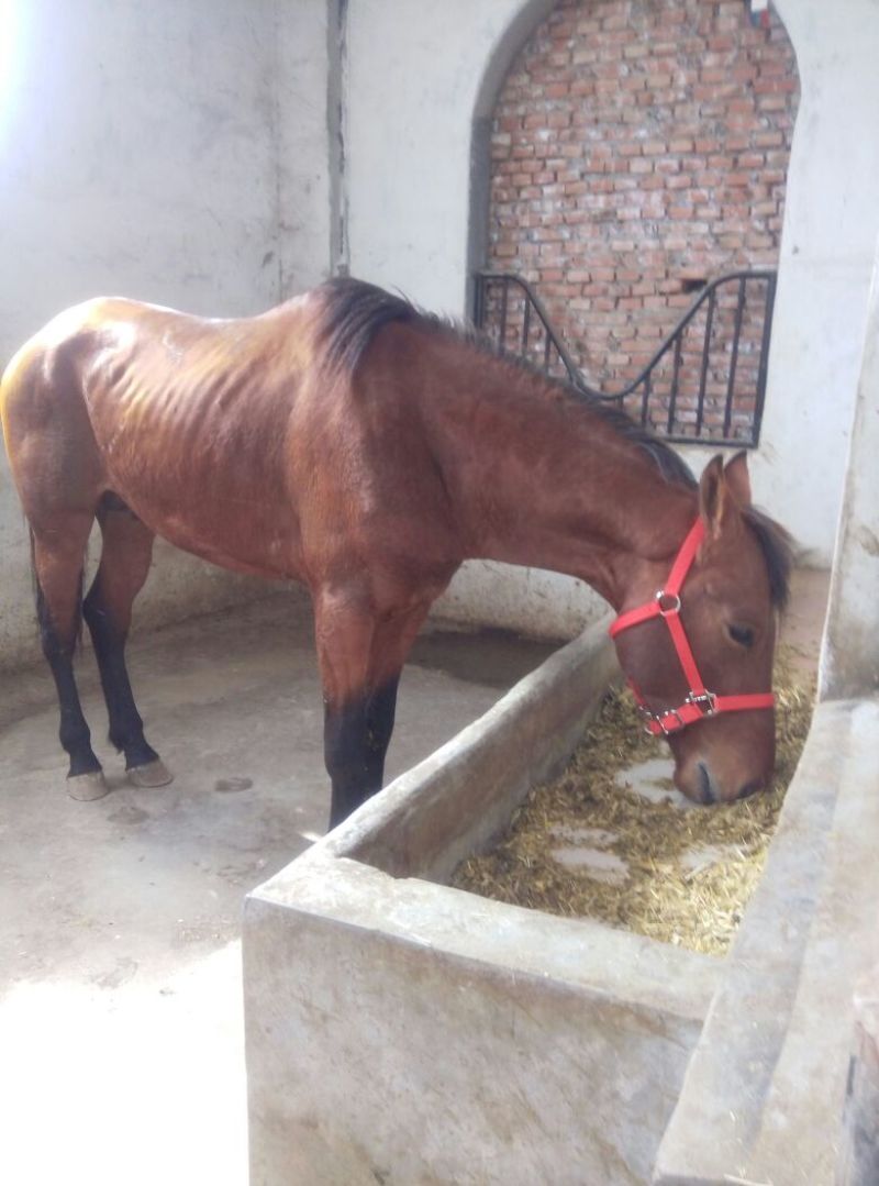 肉马300~400kg