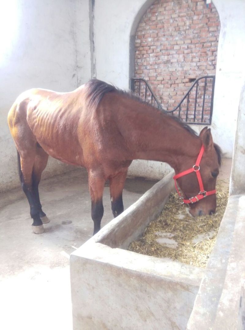 肉马300~400kg