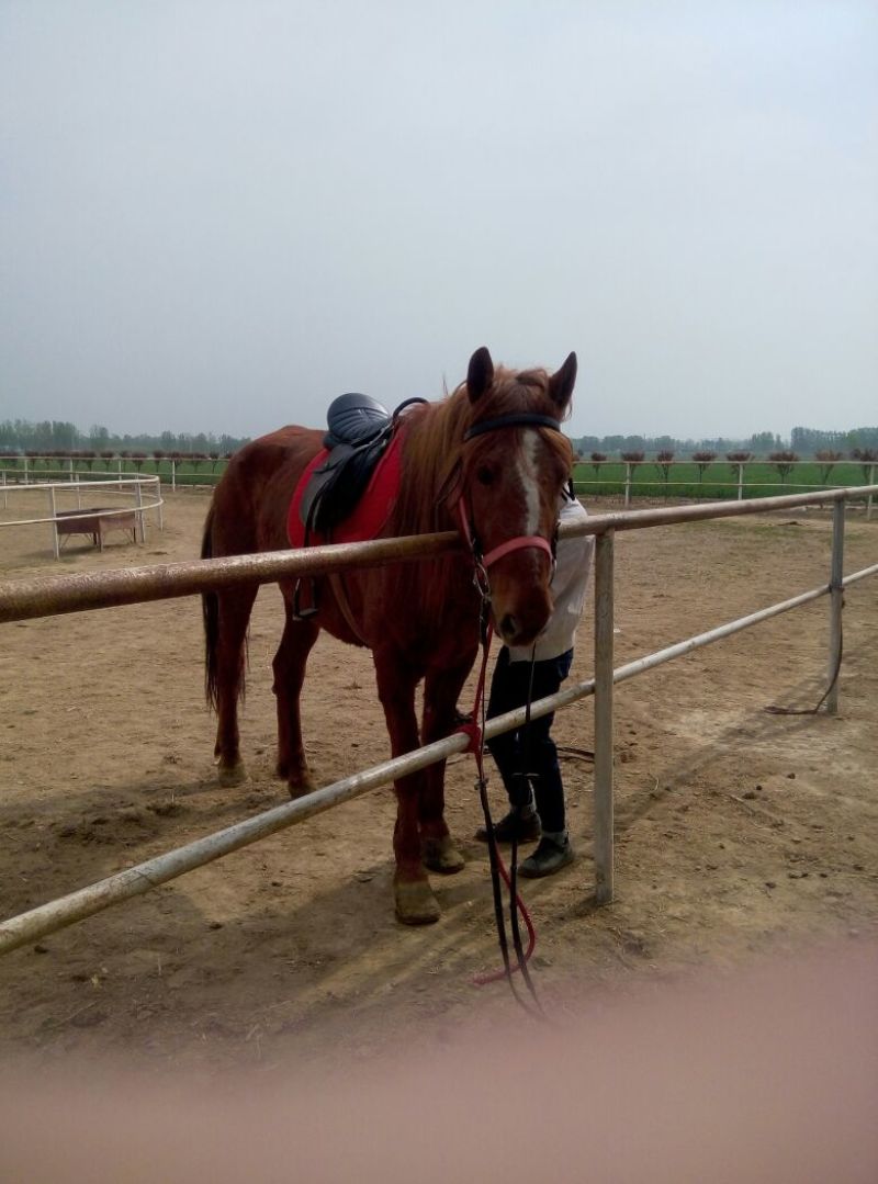 肉马300~400kg