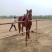 肉马300~400kg
