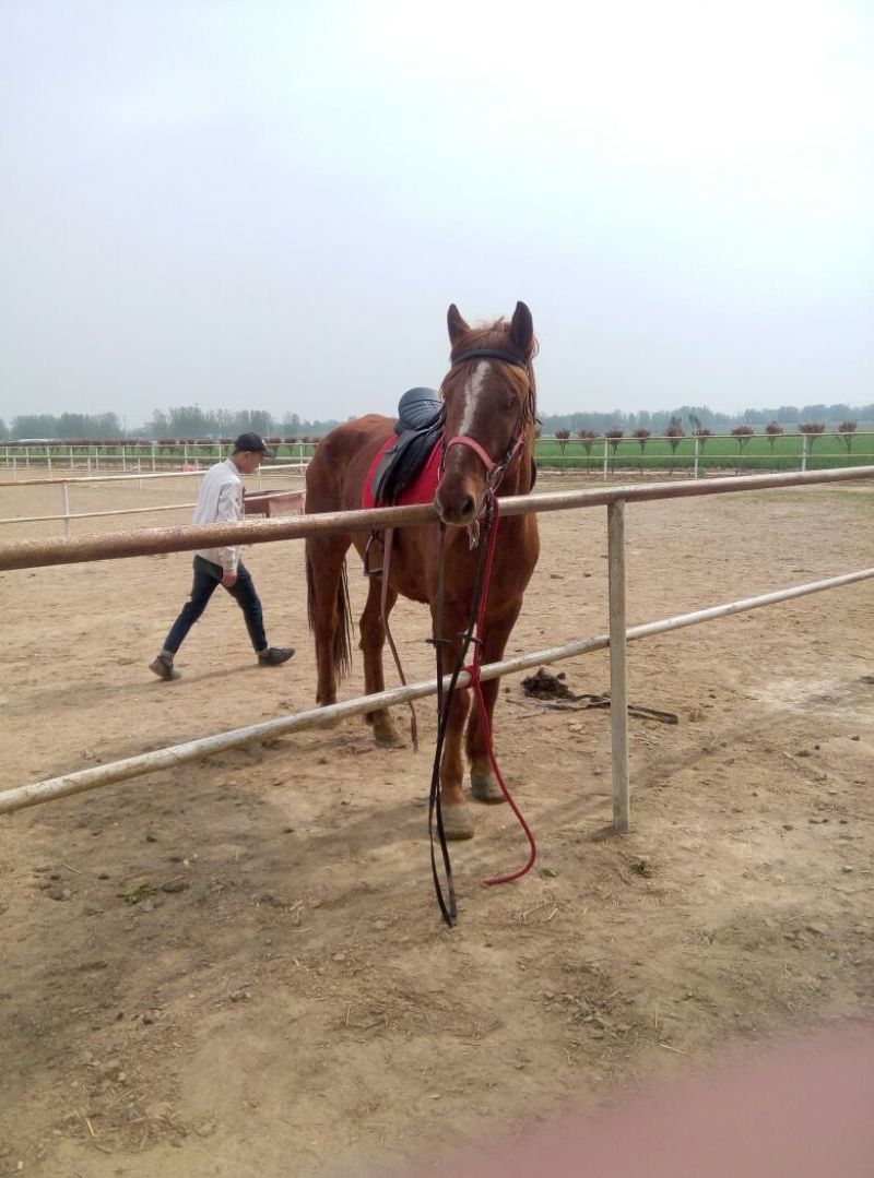 肉马300~400kg