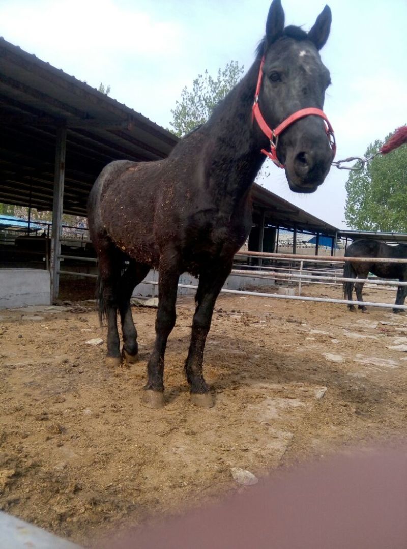 肉马300~400kg