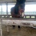 肉马300~400kg