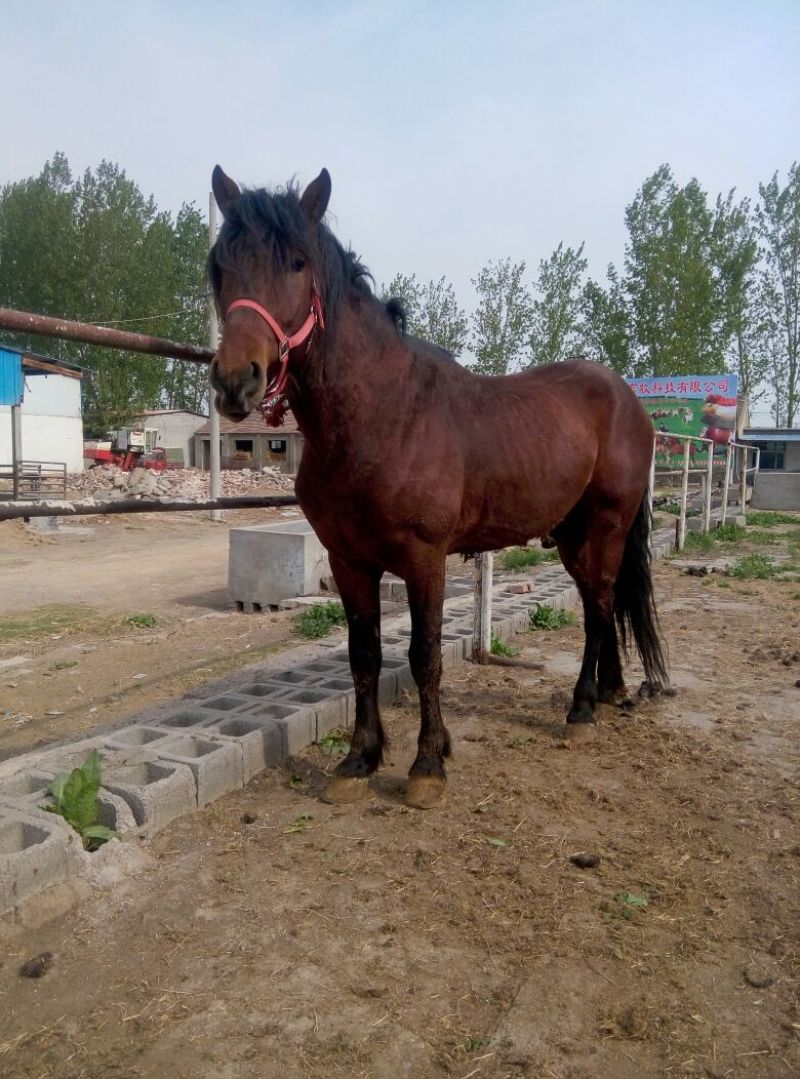肉马300~400kg