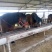 肉马300~400kg