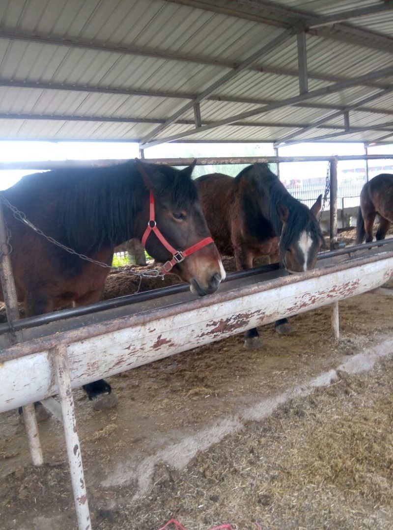 肉马300~400kg